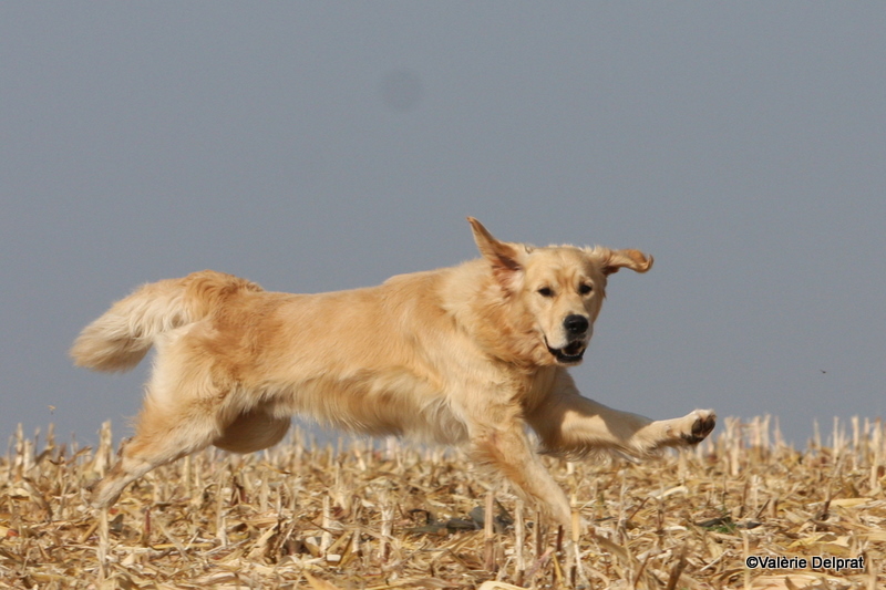 Field Erstein 09 (142).JPG